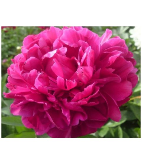 Piwonia 'Red Sarah Bernhardt' - Paeonia lactiflora