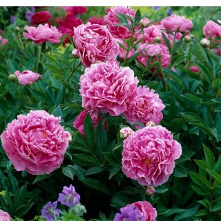 Piwonia chińska - Paeonia 'Dr. Alex Flamming'