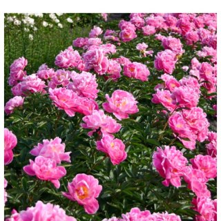 Piwonia chińska - Paeonia 'Dr. Alex Flamming'