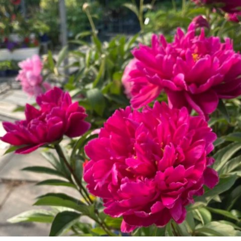 Piwonia chińska - Paeonia lactiflora 'Adolphe Rousseau'