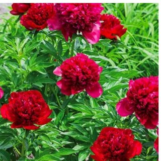 Piwonia chińska - Paeonia lactiflora 'Adolphe Rousseau'