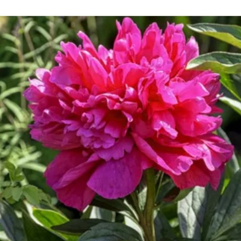 Piwonia chińska - Paeonia lactiflora 'Adolphe Rousseau'