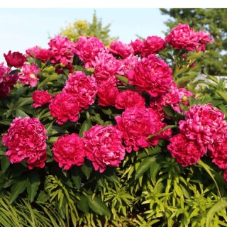 Piwonia chińska - Paeonia lactiflora 'Big Ben'