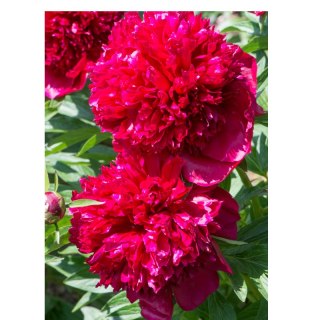 Piwonia chińska - Paeonia lactiflora 'Big Ben'