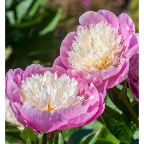 Piwonia chińska - Paeonia lactiflora 'Bowl of Beauty'