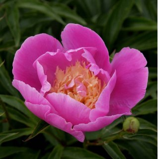 Piwonia chińska - Paeonia lactiflora 'Bowl of Beauty'