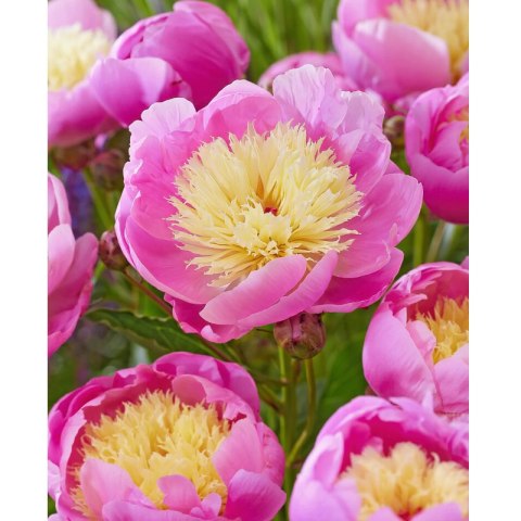 Piwonia chińska - Paeonia lactiflora 'Bowl of Beauty'