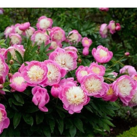 Piwonia chińska - Paeonia lactiflora 'Bowl of Beauty'