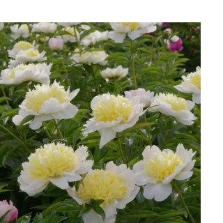 Piwonia chińska - Paeonia lactiflora 'Honey Gold'