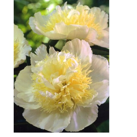 Piwonia chińska - Paeonia lactiflora 'Honey Gold'