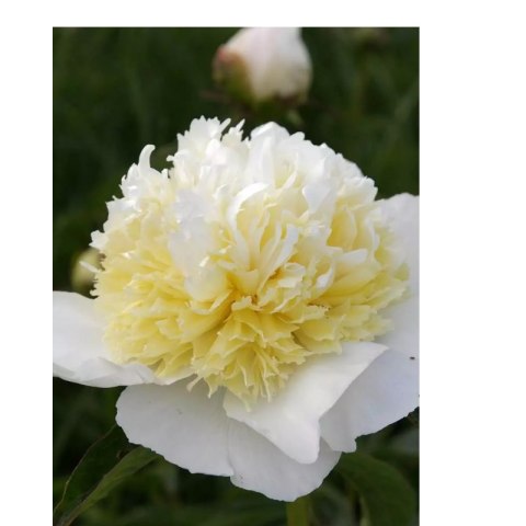 Piwonia chińska - Paeonia lactiflora 'Honey Gold'