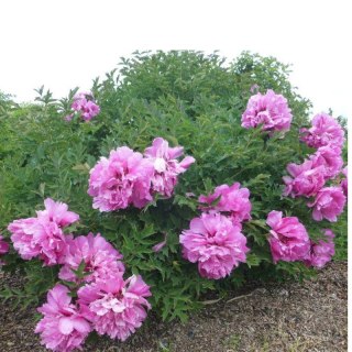 Piwonia drzewiasta - Paeonia suffruticosa 'Huan Guan'