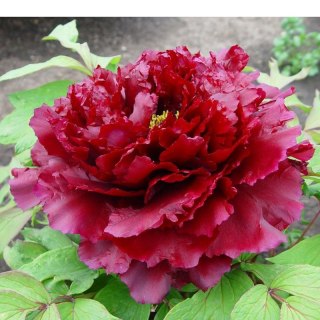 Piwonia drzewiasta - Paeonia suffruticosa 'Mo Run Jue Lun'