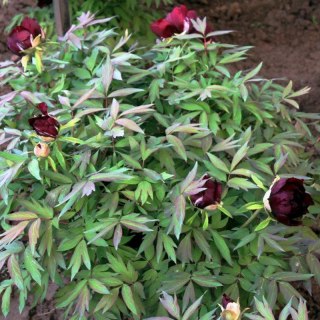 Piwonia drzewiasta - Paeonia suffruticosa 'Mo Run Jue Lun'