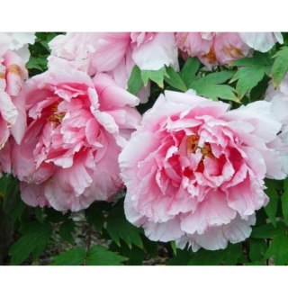 Piwonia drzewiasta - Paeonia suffruticosa 'Yin hong Qiao Dui'