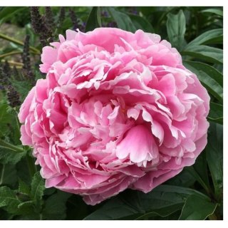 Piwonia drzewiasta - Paeonia suffruticosa 'Yin hong Qiao Dui'