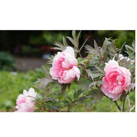 Piwonia drzewiasta - Paeonia suffruticosa 'Yin hong Qiao Dui'