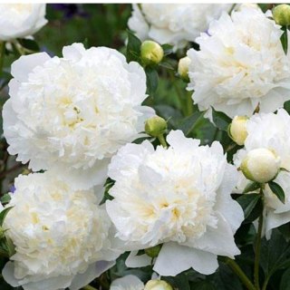 Piwonia drzewiasta - Paeonia suffruticosa 'Xue Ta'