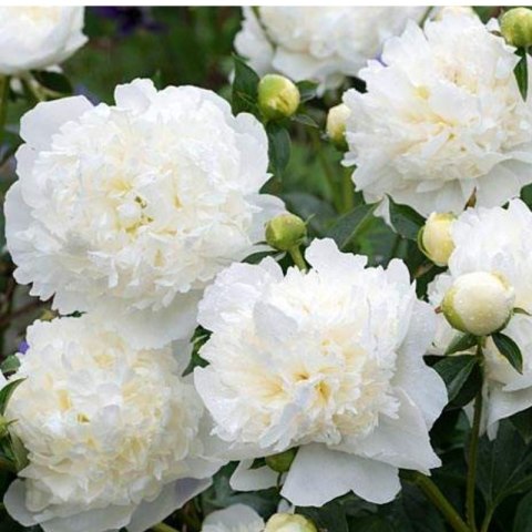 Piwonia drzewiasta - Paeonia suffruticosa 'Xue Ta'