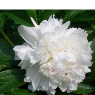 Piwonia drzewiasta - Paeonia suffruticosa 'Xue Ta'