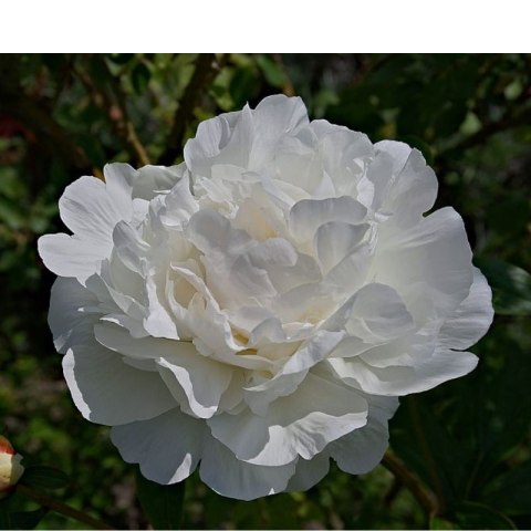 Piwonia drzewiasta - Paeonia suffruticosa 'Xue Ta'