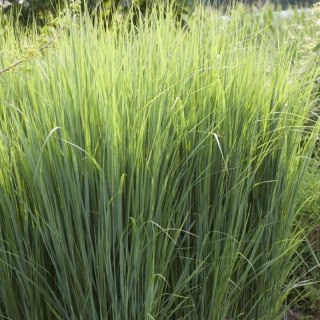 Proso Rózgowate - Panicum Virgatum 'Northwind'