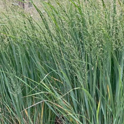 Proso Rózgowate - Panicum Virgatum 'Northwind'