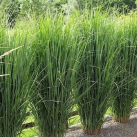 Proso Rózgowate - Panicum Virgatum 'Northwind'