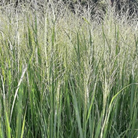 Proso Rózgowate - Panicum Virgatum 'Northwind'