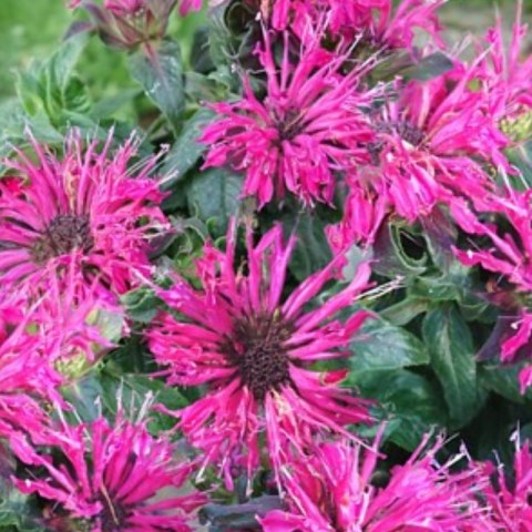 Pysznogłówka - Monarda Didyma 'Cranberry Lace'