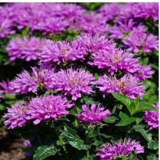Pysznogłówka - Monarda hybrida 'Baby Spice'