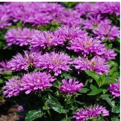 Pysznogłówka - Monarda hybrida 'Baby Spice'