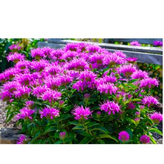 Pysznogłówka - Monarda hybrida 'Baby Spice'