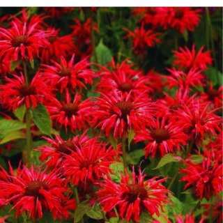 Pysznogłówka - Monarda hybrida 'Bee-Merry'