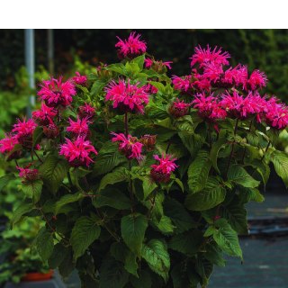 Pysznogłówka - Monarda hybrida 'Bee-Merry'