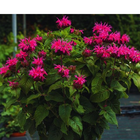 Pysznogłówka - Monarda hybrida 'Bee-Merry'