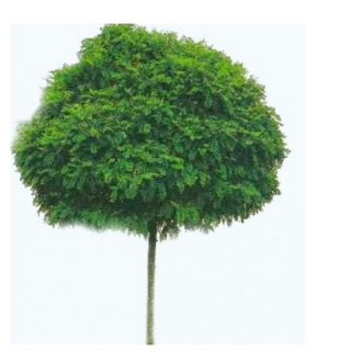 Robinia akacjowa