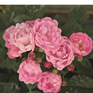 Róża polyantha - różowa