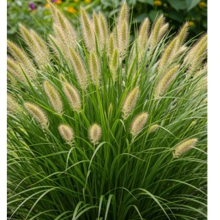 Rozplenica Japońska - Pennisetum Alopecuroides 'Hameln'