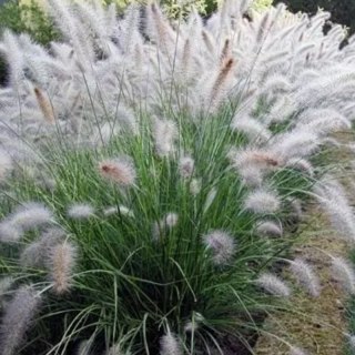 Rozplenica Japońska - Pennisetum Alopecuroides 'Hameln'