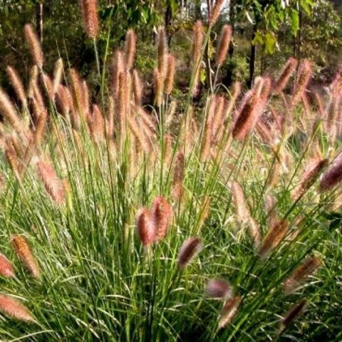 Rozplenica Japońska - Pennisetum Alopecuroides 'Paul's Giant'