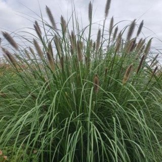 Rozplenica Japońska - Pennisetum Alopecuroides 'Paul's Giant'