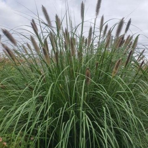 Rozplenica Japońska - Pennisetum Alopecuroides 'Paul's Giant'