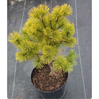 Sosna górska 'Wintergold'