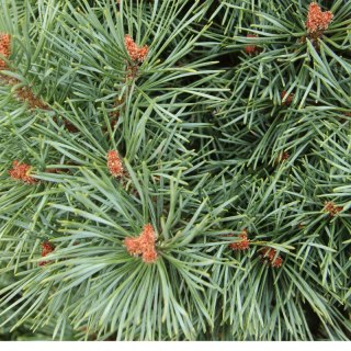Sosna zwyczajna (Pinus sylvestris)
