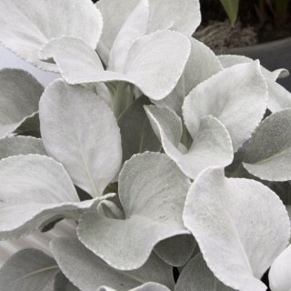 Starzec - Senecio 'Angel Wings'