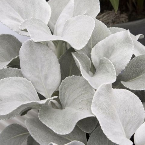 Starzec - Senecio 'Angel Wings'