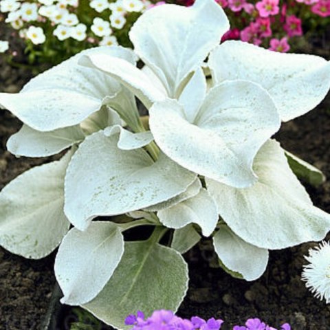Starzec - Senecio 'Angel Wings'