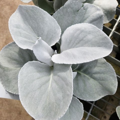 Starzec - Senecio 'Angel Wings'