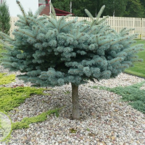 Świerk Glauca Globosa